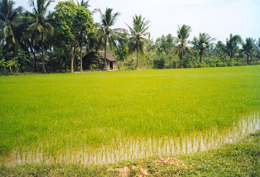 A Day Tour to Cu Chi Tunnels and Mekong Delta - Orchards, Fruit Tasting, and Don ca tai tu