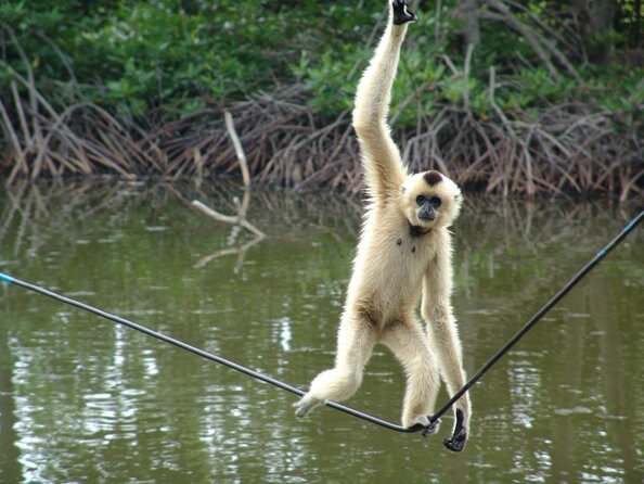 Cần Giờ Eco-Tour with Monkeys, Crocs & War History - From District 1 Pickup to Cần Giờ Mangroves in One Day