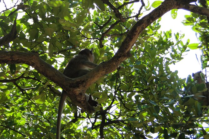 Can Gio Mangrove Eco And Wildlife Discovery Tour - Rung Sac Guerrilla Base: nature and memory walk side by side