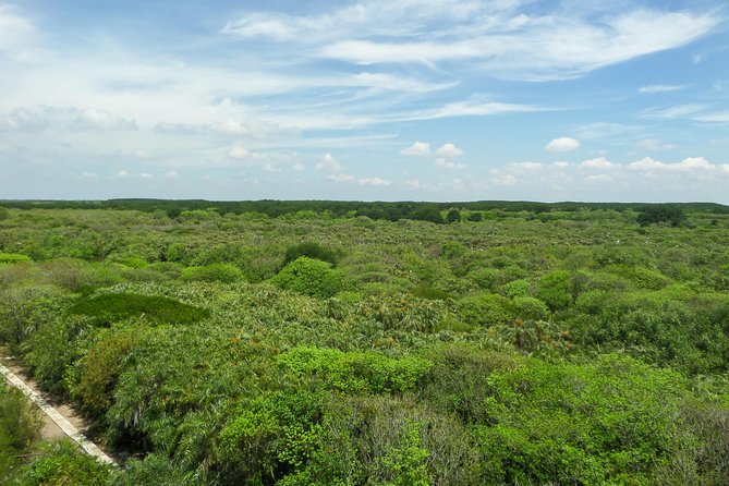 Can Gio Mangrove Eco And Wildlife Discovery Tour - Transfers and the small group size: how they shape your comfort