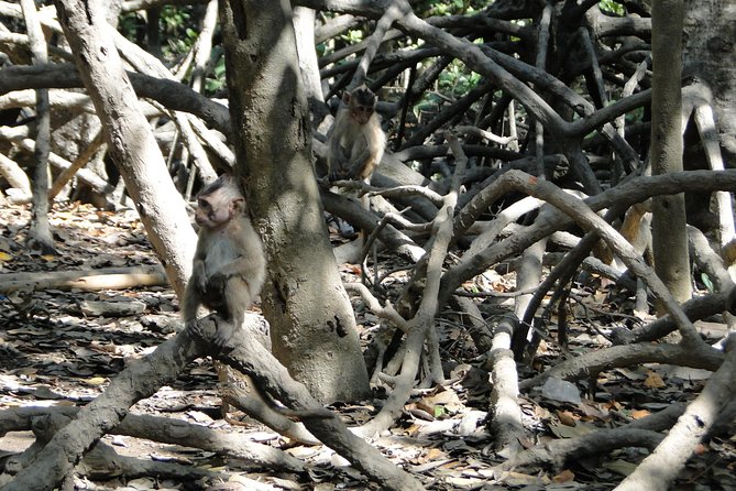 Can Gio Mangrove Eco And Wildlife Discovery Tour - Price and value: what $169 buys you