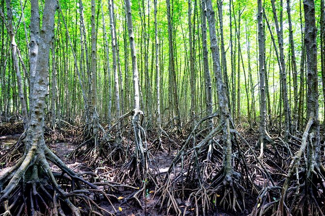 Can Gio Mangrove Forest 1 day tour - Monkey Island energy and the joy of cheeky wildlife