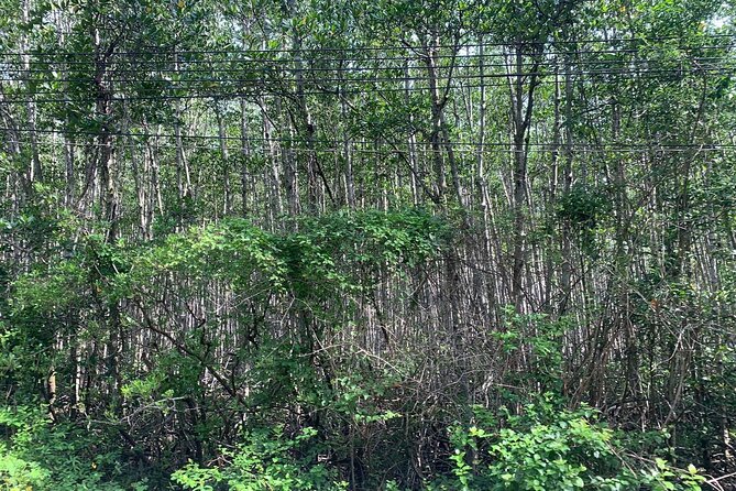 Can Gio Mangroves - Monkey Island by Motorbike and Scooter - What the guides do (and why it matters more than you think)
