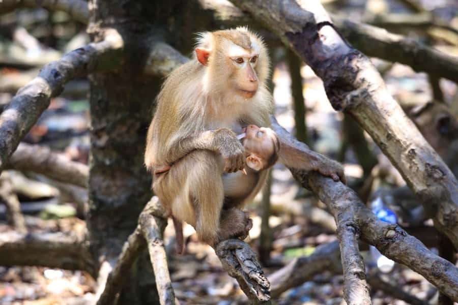 Can Gio: Monkey Island, Guerilla Camp, Mangrove Forest - Key points to know before you go