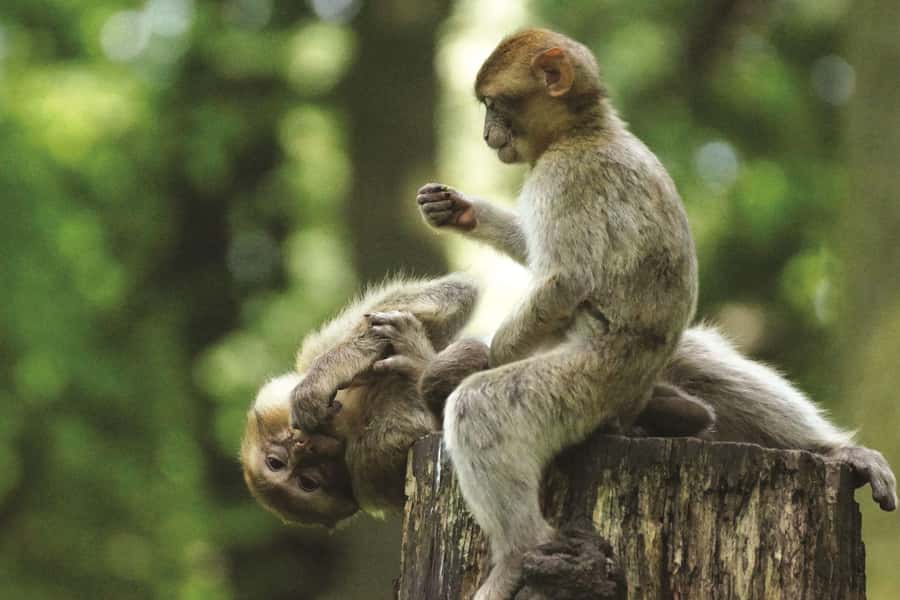 Can Gio: Monkey Island, Guerilla Camp, Mangrove Forest - Swimming at Can Gio Resort: A beach-side reset after boats