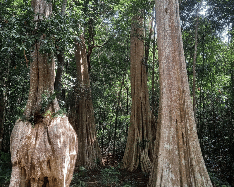 Cat Tien National Park with Crocodile Lake - Should you book this Cat Tien National Park: ecological trails, night safari, and Crocodile Lake?