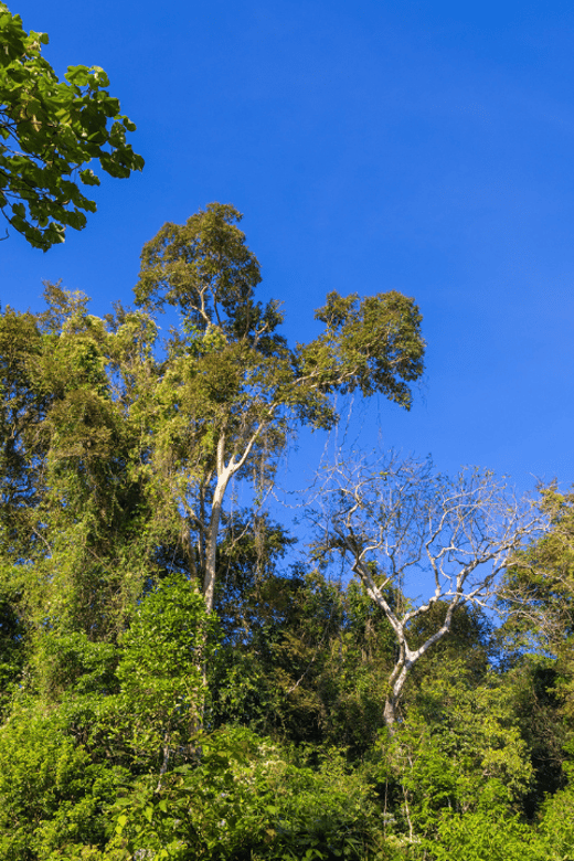 Cat Tien National Park with Crocodile Lake - Crocodile Lake and UNESCO status: reptiles, boats, and the early-arrival tip