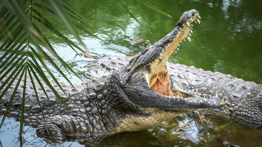 Cat Tien National Park with Crocodile Lake - Green Hope Lodge: comfort where you need it, plus meals that keep the day moving