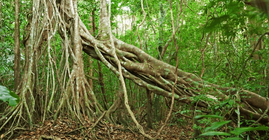 Cat Tien National Park with Crocodile Lake - What to expect on the ground: walking, weather, and animal odds