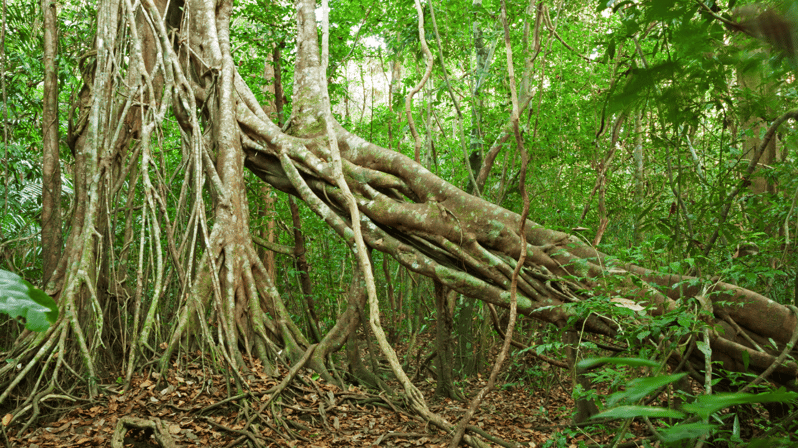 Cat Tien National Park with Crocodile Lake - Night safari spotlighting: when to expect the jungle to get loud