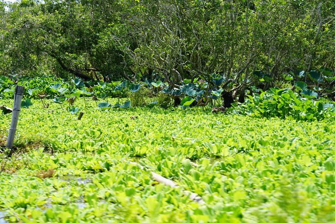 Culture and Wildlife Discovery Explore Chau Doc Tra Su Forest - Tra Su Bird Sanctuary: melaleuca wetlands and real bird watching time