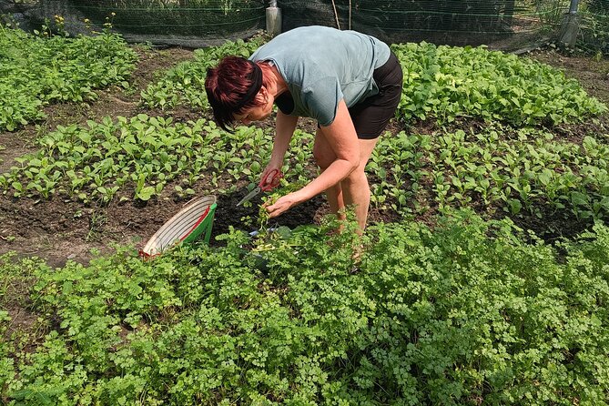 Exploring organic farm & Vietnamese Culinary with Master chef - From the Farm to the Wok: How the Yin-Yang Method Shapes Flavor