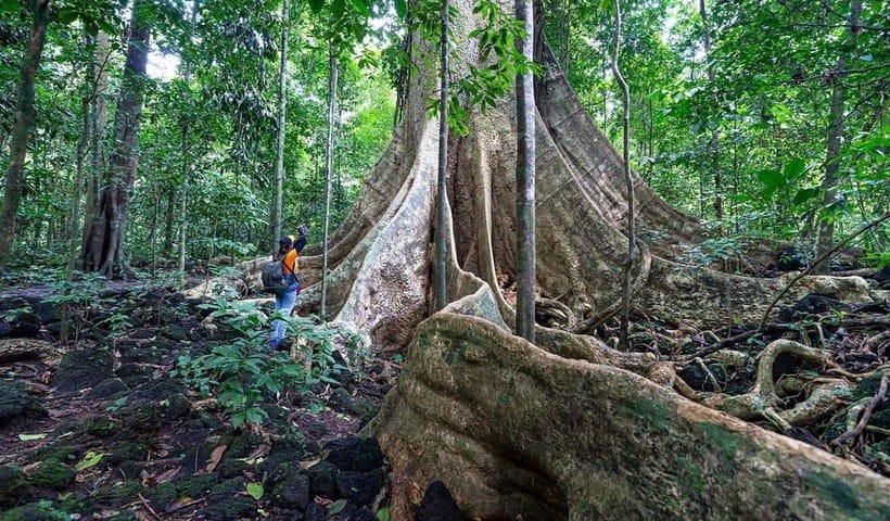 From HCM: Cat Tien Park Jungle Day Trip with Optional 2D1N - Day Tour vs 2D1N Lodge Stay: Choose the Version That Matches Your Energy