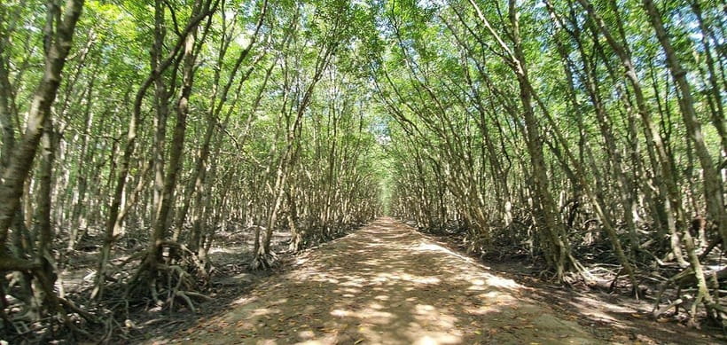 From Ho Chi Minh: Can Gio Mangrove & Monkey Island Day Trip - Canoeing and motorboat time: the mangrove views you can’t get alone