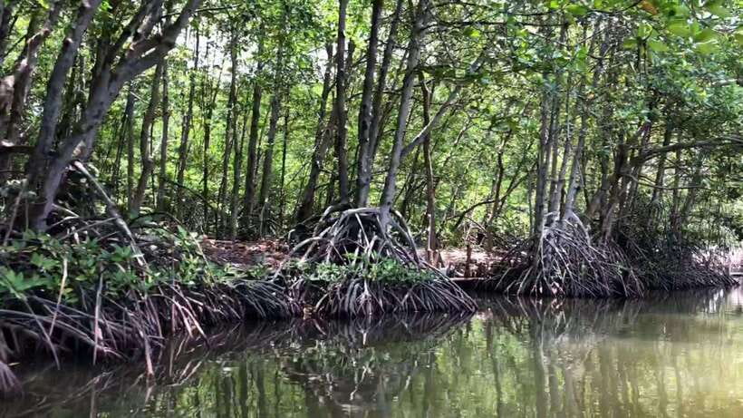 From Ho Chi Minh: Can Gio Mangrove & Monkey Island Day Trip - Who this trip suits best (and who should think twice)