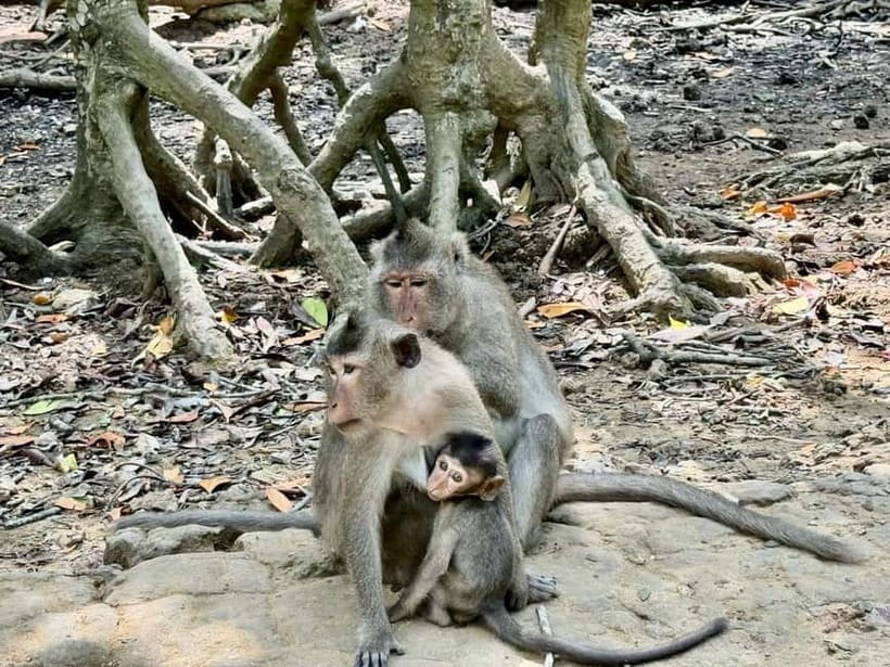 From Ho Chi Minh: Can Gio Monkey Island & Mangrove Tour - Price and value: what $39 buys, and how it can change