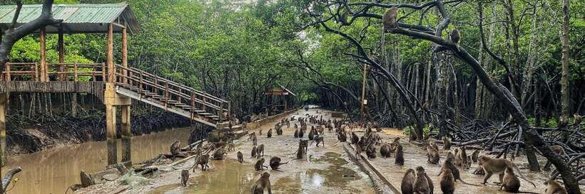 From Ho Chi Minh City: Can Gio Monkey Island Day Trip - Key things to know before you go