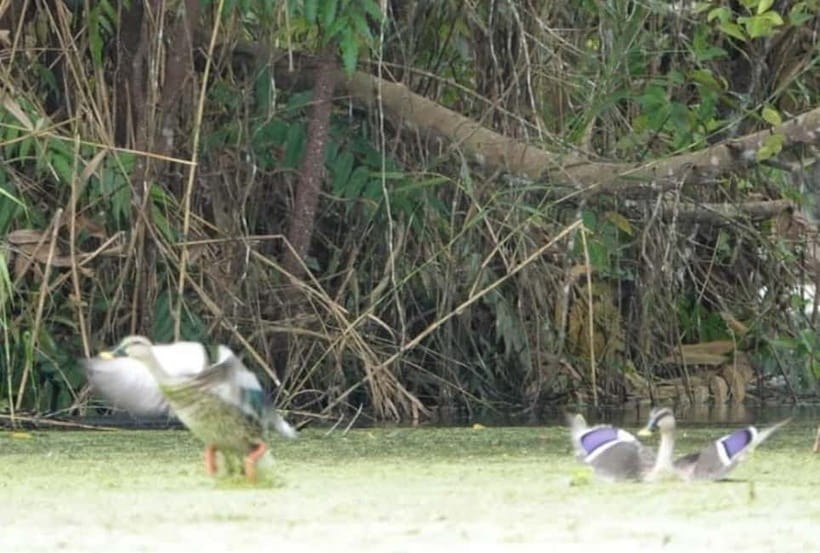From Ho Chi Minh: Mekong Delta 3-Day Tour with Tra Su Forest - Best for whom (and who should choose something else)