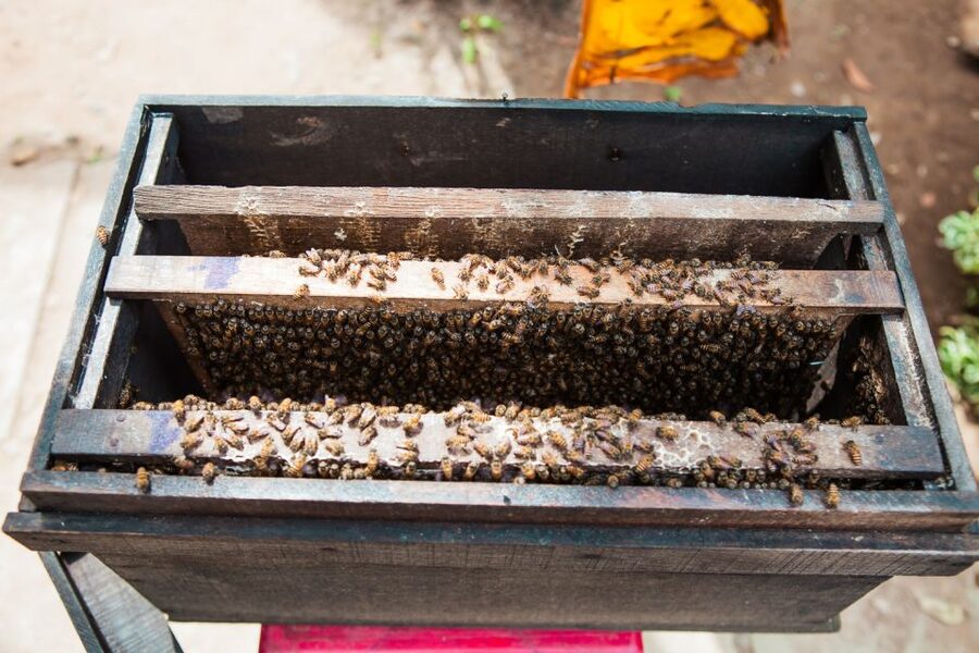 From Ho Chi Minh: Mekong Delta Private Day Tour - Honey bee farm and honey tea with lemon
