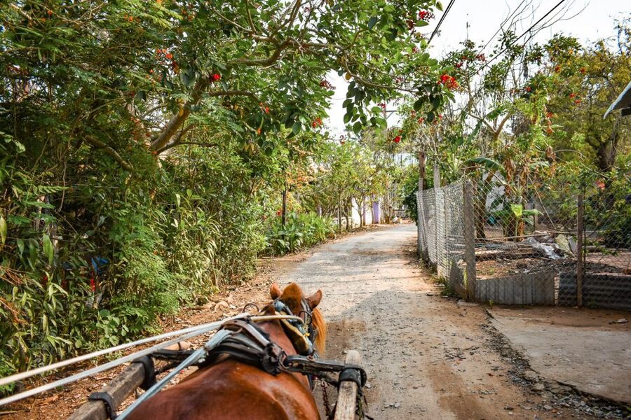 From Ho Chi Minh: Mekong Delta Private Day Tour - Rowing boat through a mangrove palm canal: slow water, close views