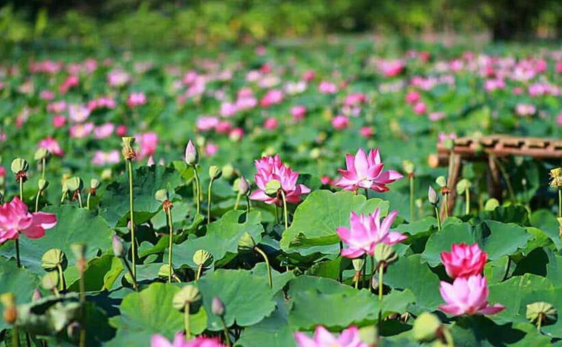 HCM: Authentic Dong Thap Mekong Delta Day Trip & Boat Ride - Why Xẻ Quýt and Dong Thap Beat the Usual Mekong Tour