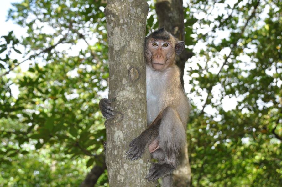 HCM:Can Gio Mangrove Forest Tour-Monkey Island - The Cần Giờ mangrove speedboat: why tide rules matter