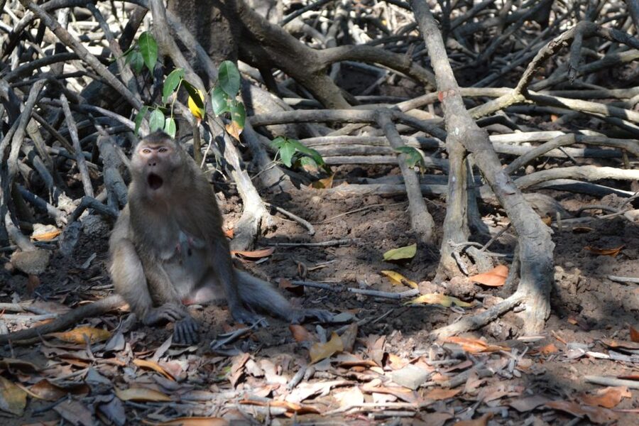 HCM:Can Gio Mangrove Forest Tour-Monkey Island - Price and value: is $37 fair for an 8-hour wildlife/history mix?