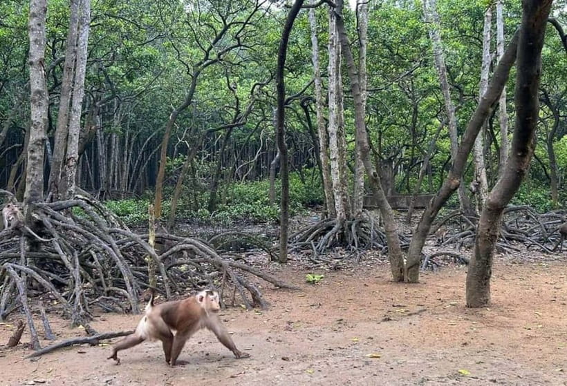 Ho Chi Minh: CAN GIO BISOPHERE RESERVE- ISLAND MONKEY - Key things to know before you go
