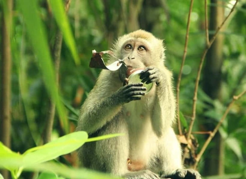 Ho Chi Minh: CAN GIO BISOPHERE RESERVE- ISLAND MONKEY - Lunch in Southern Vietnamese style, then fresh seafood shopping