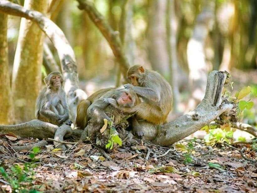 Ho Chi Minh: Can Gio Mangrove and Monkey Island - Lunch, Fish Market Energy, and Can Gio Resort Pool Time