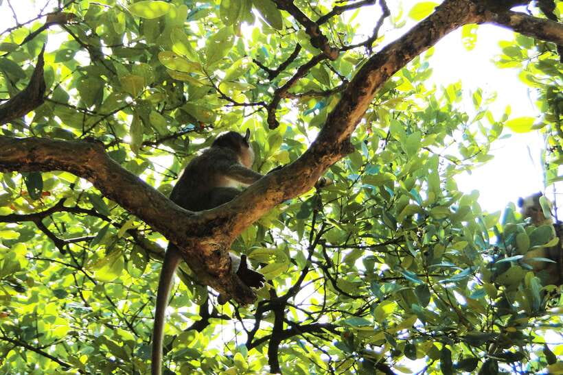 Ho Chi Minh City: Can Gio Eco Escape And Wildlife Discovery - Rừng Sác Guerrilla Base: history, not just nature
