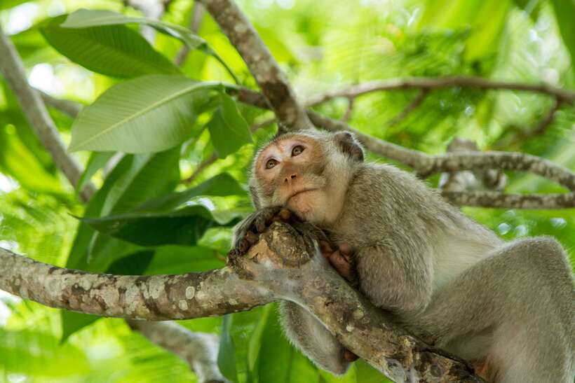 Ho Chi Minh City: Can Gio Eco Escape And Wildlife Discovery - Rừng Đước and the mangrove basics you’ll actually use