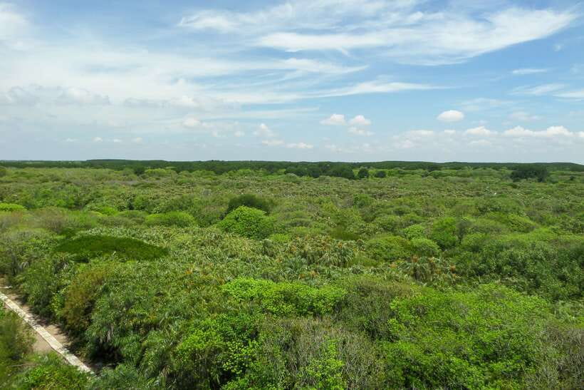 Ho Chi Minh City: Can Gio Eco Escape And Wildlife Discovery - Crocodile swamp and bat lagoon: seeing wildlife in action