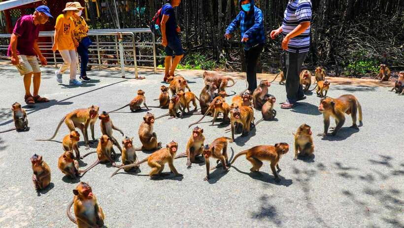 Ho Chi Minh City: Can Gio Monkey Island Day Trip with Lunch - How this 9-hour trip from District 1 actually flows