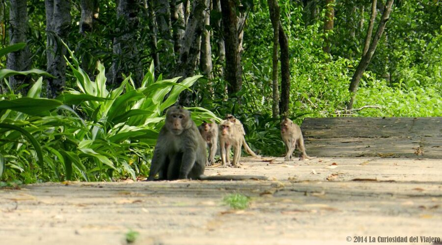 Ho Chi Minh: Private Can Gio Mangrove Forest Day Tour - Getting there: the 8:00 AM pickup and ferry ride that sets the pace