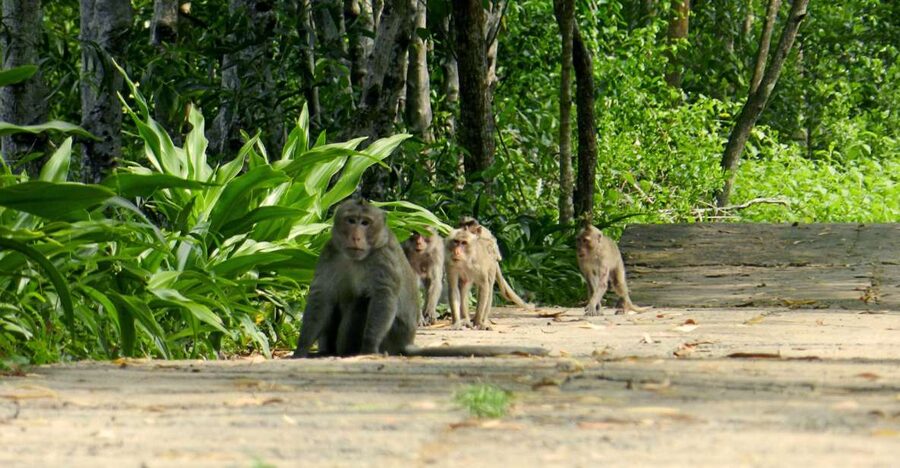 Ho Chi Minh: Private Can Gio Mangrove Forest Day Tour - Canoe to Bat Lagoon and crab pond, plus deer feeding