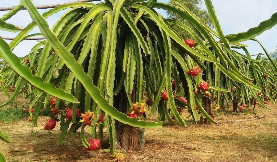 Ho Coc Beach, Nature Reserve & Dragon Fruit Farm Day Tour - A Full-Day Reset from Ho Chi Minh City to Ho Cốc Beach