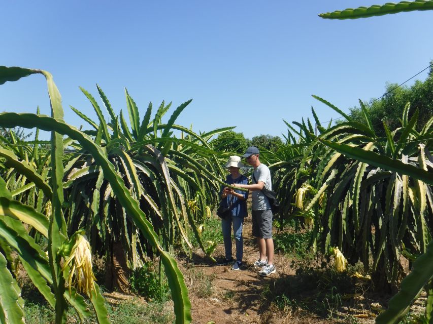Ho Coc Beach, Nature Reserve & Dragon Fruit Farm Day Tour - Is the $114 Price Fair? A Value Breakdown That Actually Adds Up