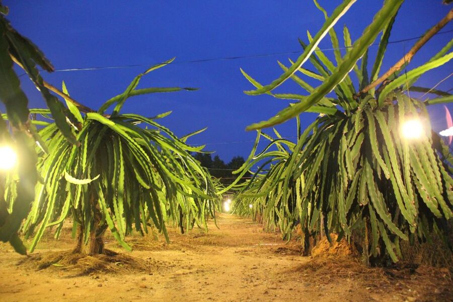 Ho Coc Beach, Nature Reserve & Dragon Fruit Farm Day Tour - Wet Seafood Market Stop + Phuoc Buu Nature Reserve Jungle Walk