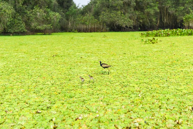 Mekong Delta 3-Day: Saigon to Phnom Penh Gateway - Cai Be (Day 1): islands, coconut palms, and the Mekong at human speed