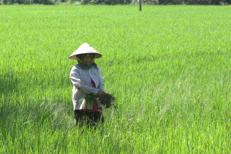 Mekong Delta Private Tour from Ho Chi Minh City - Guide Matters: When Explanations Make the Mekong Click