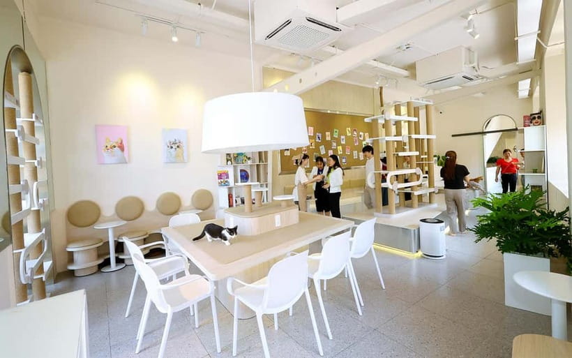 Méo Meo Cat Cafe in Center of Saigon - What the 3-hour ticket buys you (and why it feels good value)