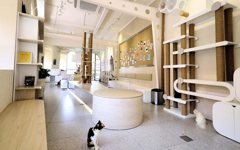 Méo Meo Cat Cafe in Center of Saigon - Who Méo Meo Cat Cafe is (and isn’t) a good fit for