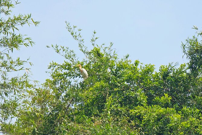 Private Full Day Mekong Delta Tour to Dong Thap Muoi Wetlands - Key highlights you’ll actually feel during the day
