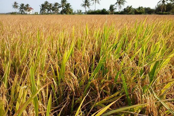 Private Mekong Delta Less Tourist - Coconut Island Tour - Key things you’ll notice on this Coconut Island Mekong Delta tour