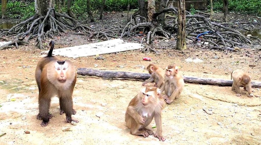 Sai Gon – Can Gio – Monkey Island 1 Day Tour - Sugarcane Juice and Lunch: A Small Break That Helps the Day