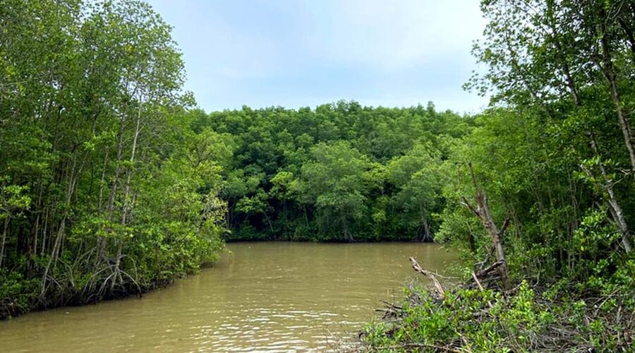 Sai Gon – Can Gio – Monkey Island 1 Day Tour - Alligator Farm Stop: Conservation Plus a Wartime Connection