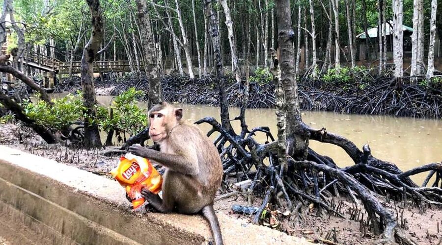 Sai Gon – Can Gio – Monkey Island 1 Day Tour - Speed Boats to Sac Guerrilla Camp: Jungle History You Can Feel