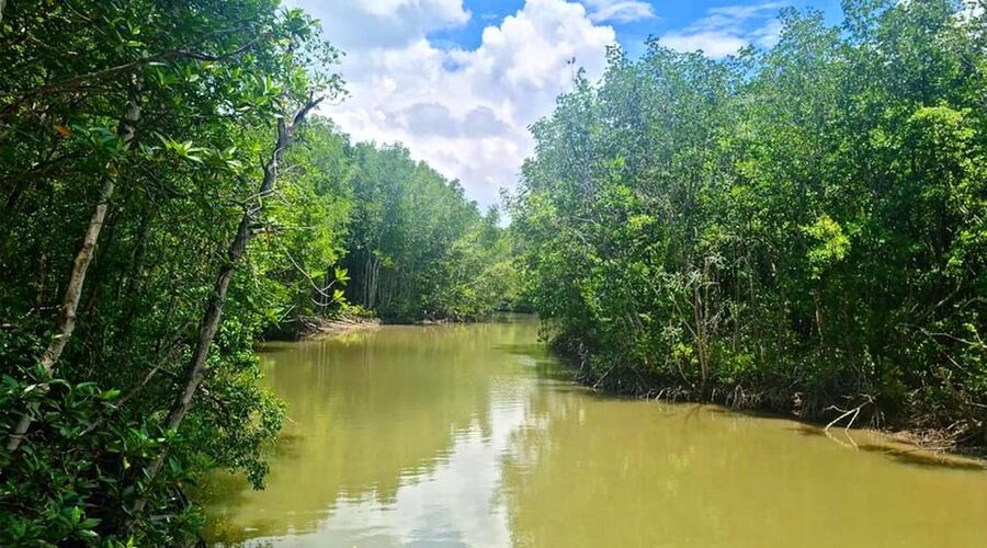 Sai Gon – Can Gio – Monkey Island 1 Day Tour - Price and Value: Why $38 Can Feel Like Good Use of a Short Day