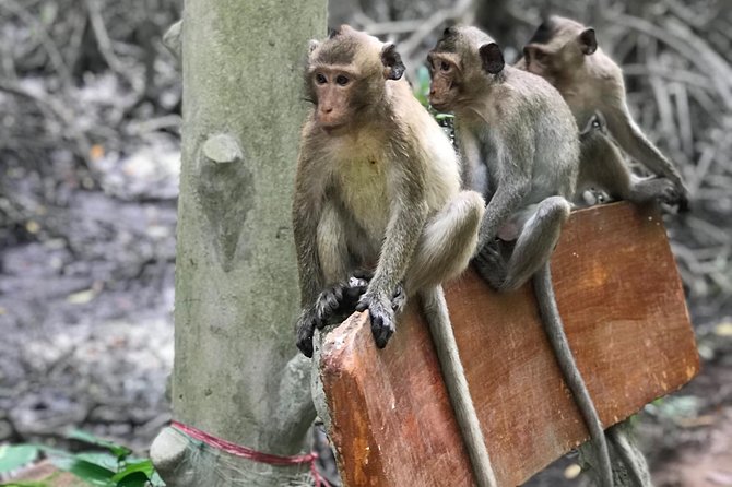 Small-Group Tour to Can Gio Vam Sat Mangrove Forest - Price and Value: What $129 Covers (and What Might Feel Like a Bet)